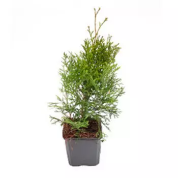 Туя западная Смарагд (Р9)