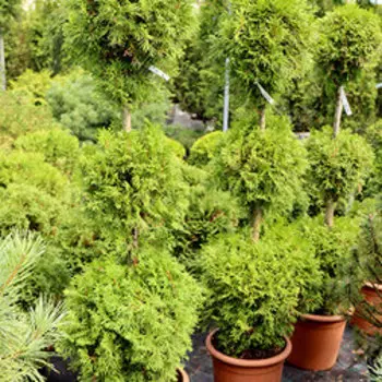 Туя западная Смарагд (С15 трибол)