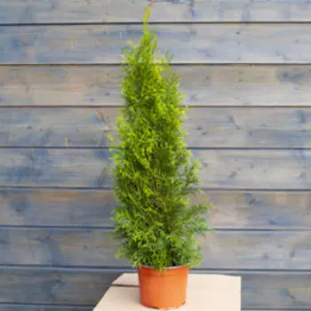 Туя западная Смарагд (С2 H30-40)