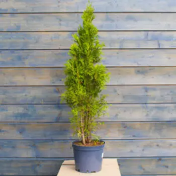 Туя западная Смарагд (С5л.Н 60-80)