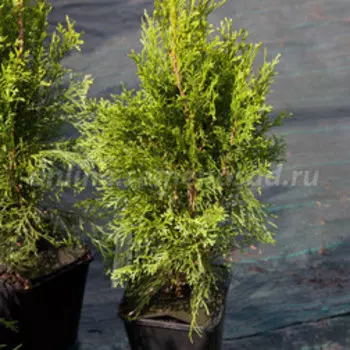 Туя западная Смарагд (V.3л.H40-60)