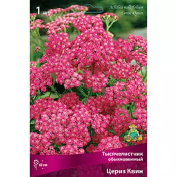 Тысячелистник обыкновенный Цериз Квин (Королева)