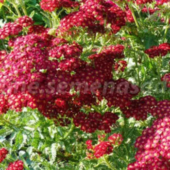Тысячелистник обыкновенный Ред Вельвет (С3)