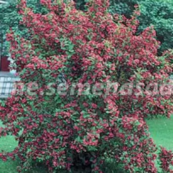 Вейгела цветущая Бристол Руби (С2)