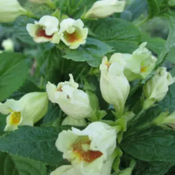 Вейгела Миддендорфа (V1,5-2л)