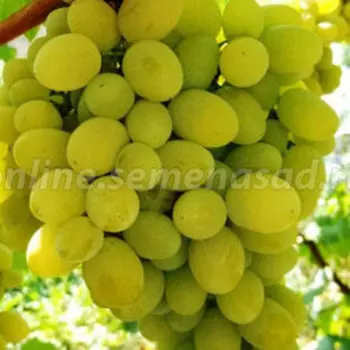 Виноград плодовый Августин (С3л.)