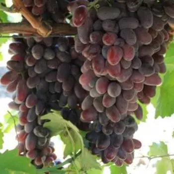 Виноград плодовый Байконур
