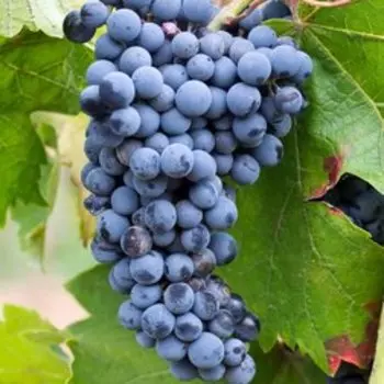 Виноград плодовый П-34