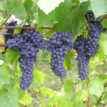 Виноград плодовый Памяти Домбковской