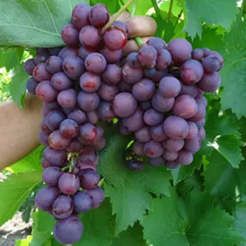 Виноград плодовый Памяти учителя (С3)