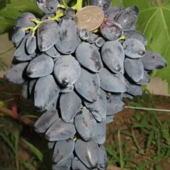 Виноград плодовый Викинг
