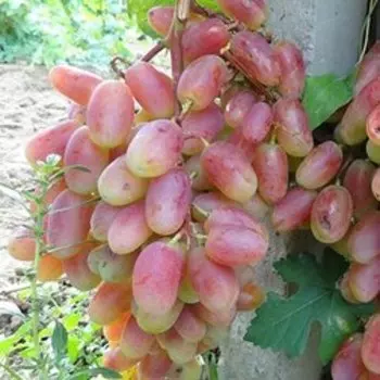 Виноград плодовый Виктор