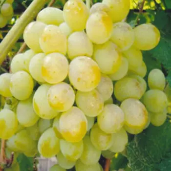 Виноград плодовый Восторг