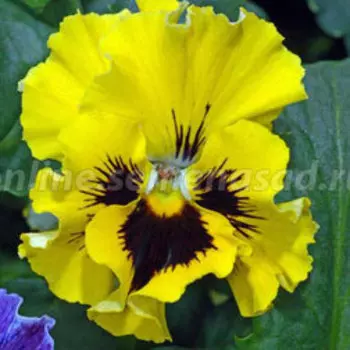 Виола Фризл Сизл Еллоу (1уп-1000шт) профессиональные семена