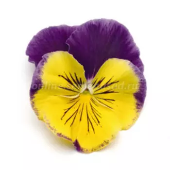 Виола крупноцветковая Матрикс Морфеус (1уп-1000шт) профессиональные семена