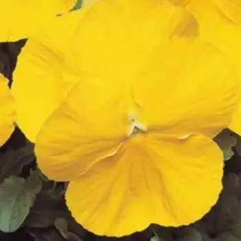 Виола крупноцветковая Спринг Матрикс Еллоу (1уп-100шт) профессиональные семена