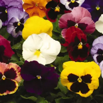 Виола крупноцветковая Спринг Матрикс Микс (1уп-100шт) профессиональные семена