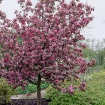 Яблоня декоративная Рудольф (V40л.H200-250)