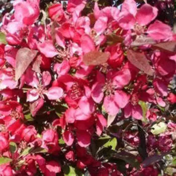 Яблоня декоративная Скарлет (V15л.H175-200)