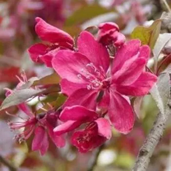 Яблоня декортативная Роялти