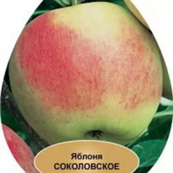 Яблоня карликовая Соколовское (С3л.)