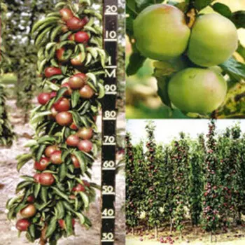 Яблоня колонновидная Икша