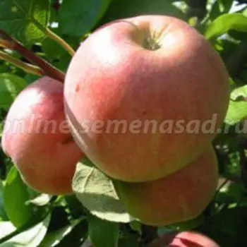 Яблоня Коричное полосатое (С7,5л.) подвой 54-118