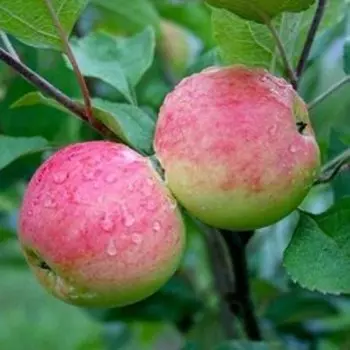 Яблоня Мантет