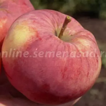 Яблоня Орловим (С7,5)