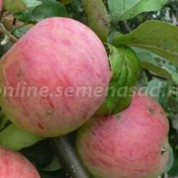 Яблоня Штрефлинг (Осеннее полосатое) (С7,5)