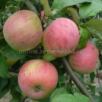Яблоня Штрейфлинг (Осеннее полосатое) (С7,5) /подвой 54-118