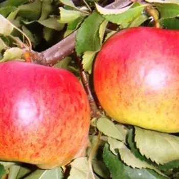 Яблоня Жигулевское (5 лет+) (ком)