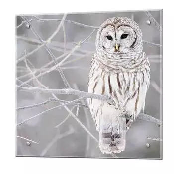 Панель стеновая закаленное стекло для кухни 600х600х4 мм сова