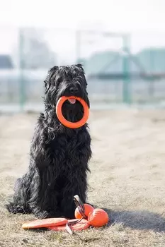 Для дома Doglike