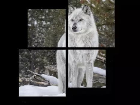 Модульная картина Picsis