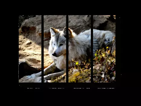 Модульная картина Picsis