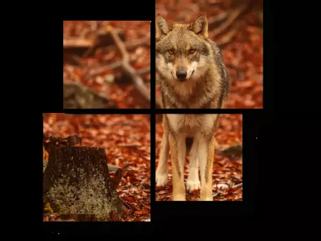 Модульная картина Picsis