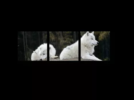 Модульная картина Picsis