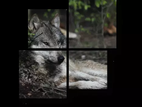 Модульная картина Picsis