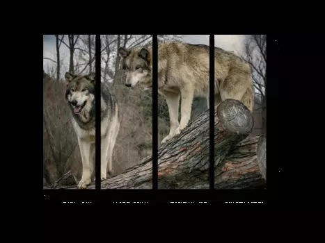 Модульная картина Picsis