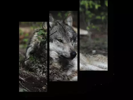 Модульная картина Picsis