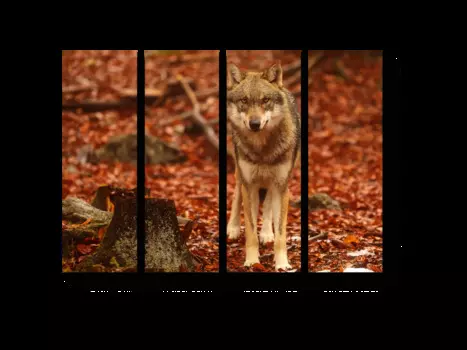 Модульная картина Picsis