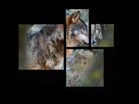 Модульная картина Picsis