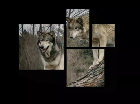 Модульная картина Picsis