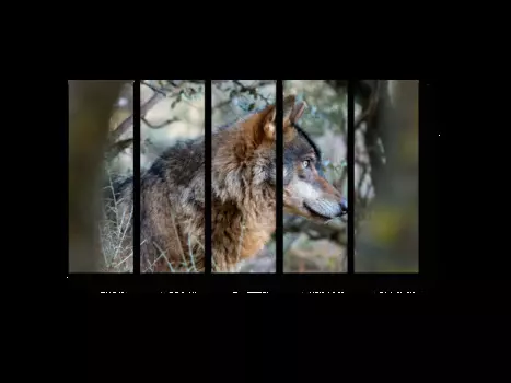 Модульная картина Picsis