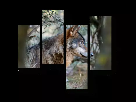 Модульная картина Picsis