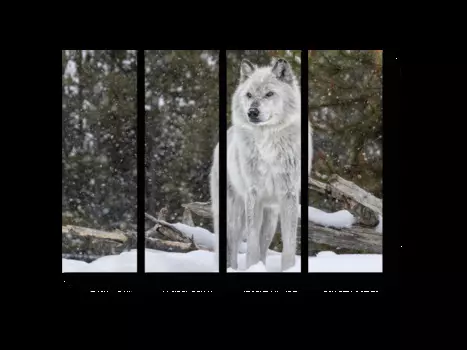 Модульная картина Picsis