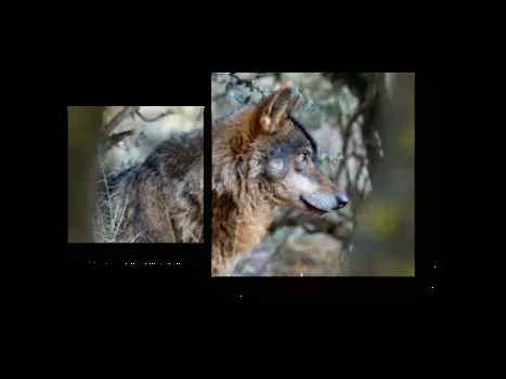 Модульная картина Picsis