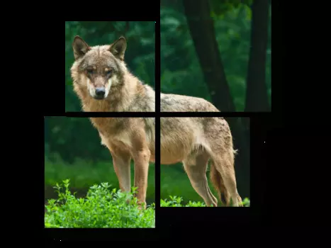 Модульная картина Picsis