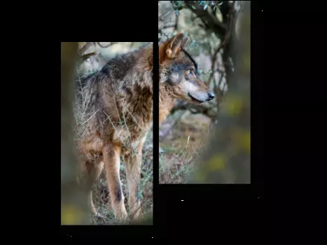 Модульная картина Picsis